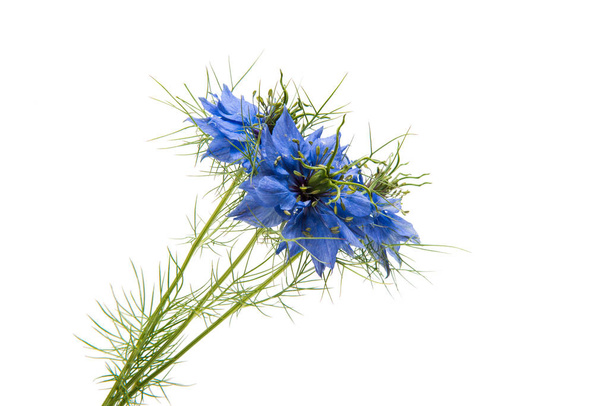 NIGELLA  blue  flower - Photo, Image