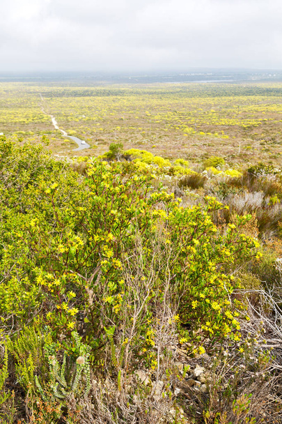 en Afrique du Sud gros plan du champ de colza
  - Photo, image