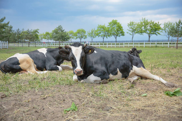 Zwei entspannte Kühe liegen auf nebliger Weide - Foto, Bild