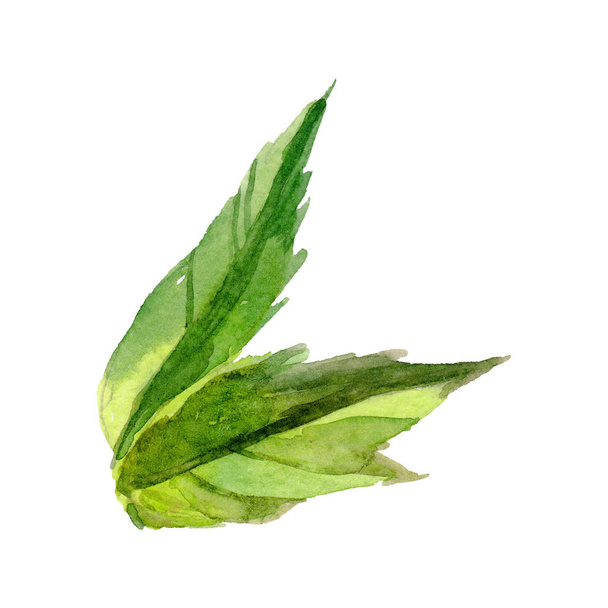 Wildflower peony flower leaf in a watercolor style isolated. - Photo, Image