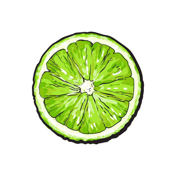 Top view round slice, half of ripe green lime - Vektori, kuva