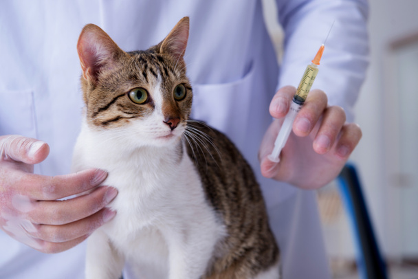Cat visiting vet for regular check up - Foto, Bild