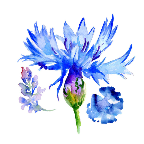 Wildflower violet flower in a watercolor style isolated. - Photo, Image