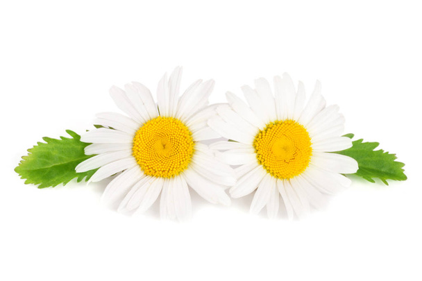 duas camomila ou margaridas com folhas isoladas sobre fundo branco
 - Foto, Imagem