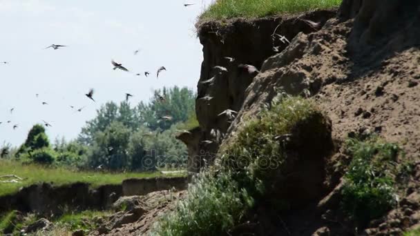 піщані скелі біля річки, природне середовище існування піщано-розумного польоту зграї
 - Кадри, відео