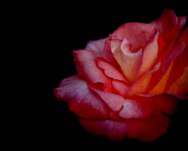 Red rose flower on black condolence background - Photo, Image