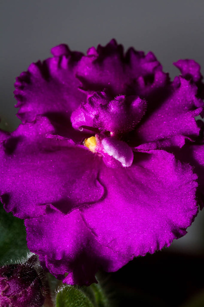 doble floración en una violeta africana
  - Foto, Imagen