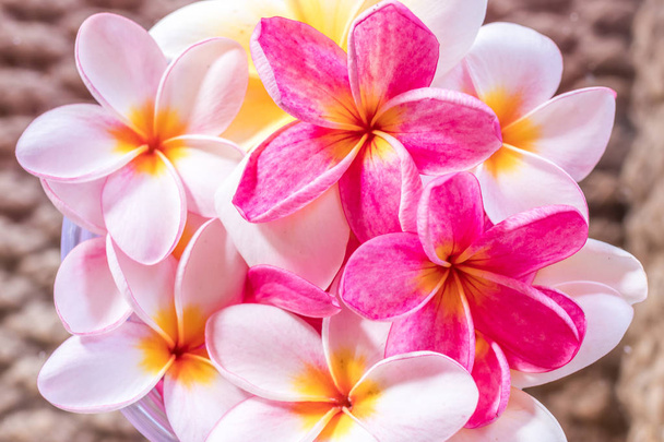 Flor de Plumeria flor tropical de frangipani rosa y blanco, flor de plumeria, flor de spa, isla de Bali
. - Foto, imagen
