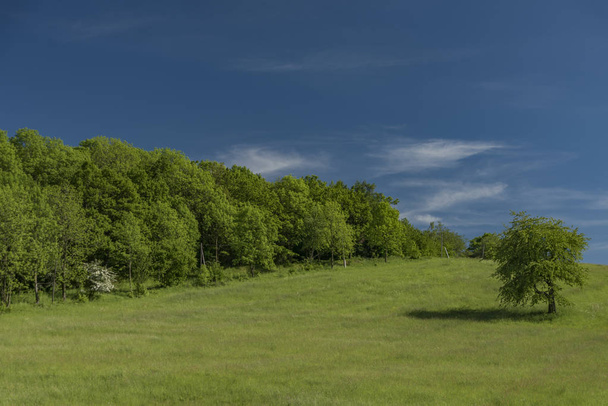 Зелений луг і блакитне небо
 - Фото, зображення