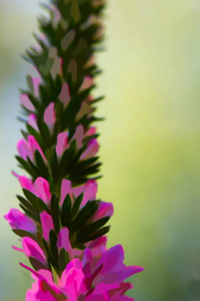 Ähren aus rosa Veronika-Blüten, selektiver Fokus - Foto, Bild