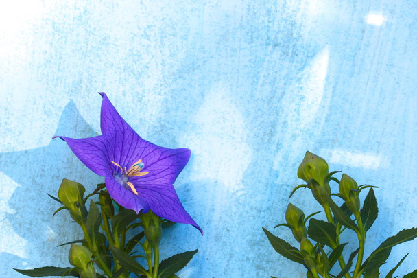 Flor de globo sobre fondo azul madera
 - Foto, Imagen