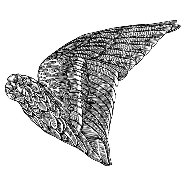 Vintage wing illustration - ベクター画像