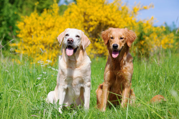 黄金とラブラドル ・ レトリーバー犬の肖像画 - 写真・画像