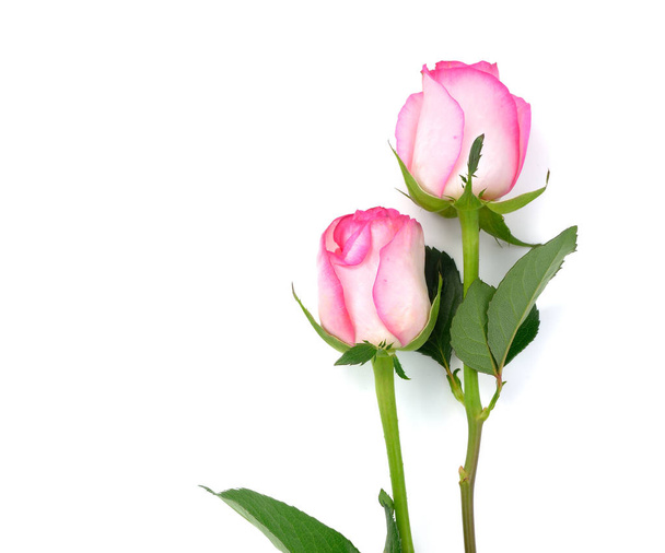 rózsaszín rózsa virágok elszigetelt fehér. eustoma - Fotó, kép