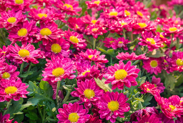 flores de crisantemo rosa con gotas de lluvia
 - Foto, Imagen