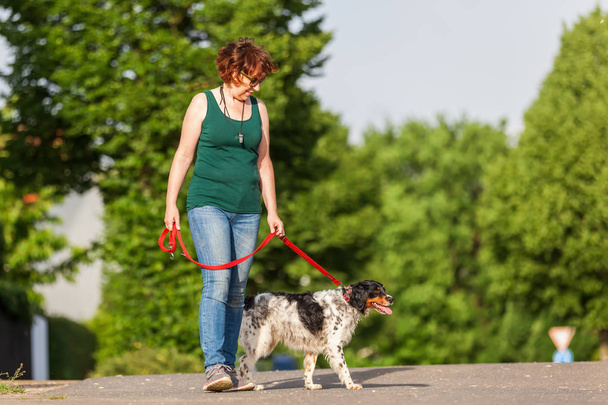 mature woman with Brittany dog at the leash - Foto, Imagen