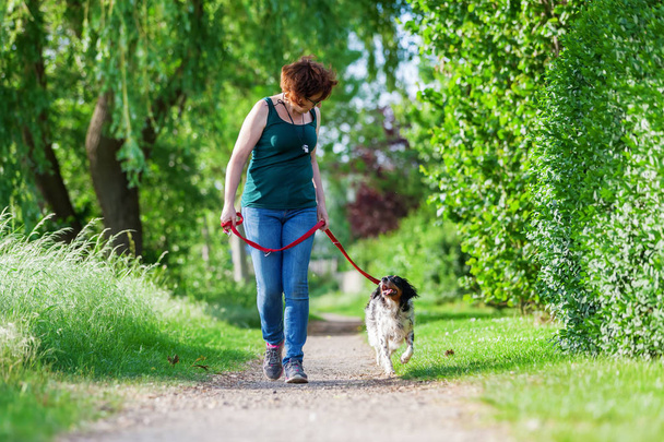 mature woman with Brittany dog at the leash - Foto, afbeelding