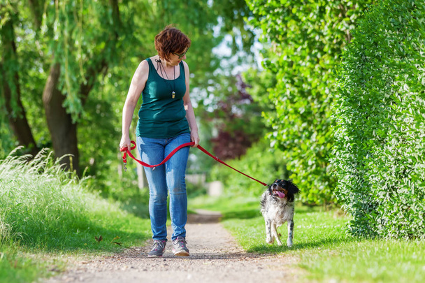 mature woman with Brittany dog at the leash - Foto, immagini