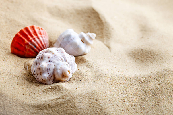 Sea shell on the sea beach. Summer rest. - Zdjęcie, obraz