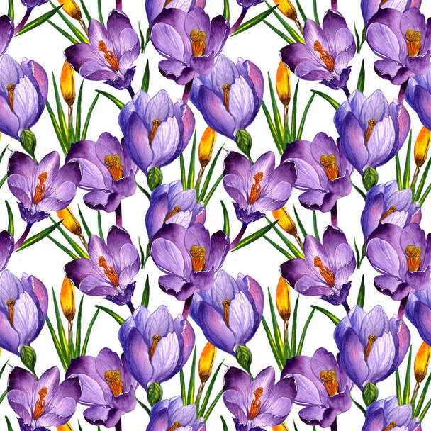 Wildflower crocuses flower pattern in a watercolor style isolated. - Zdjęcie, obraz