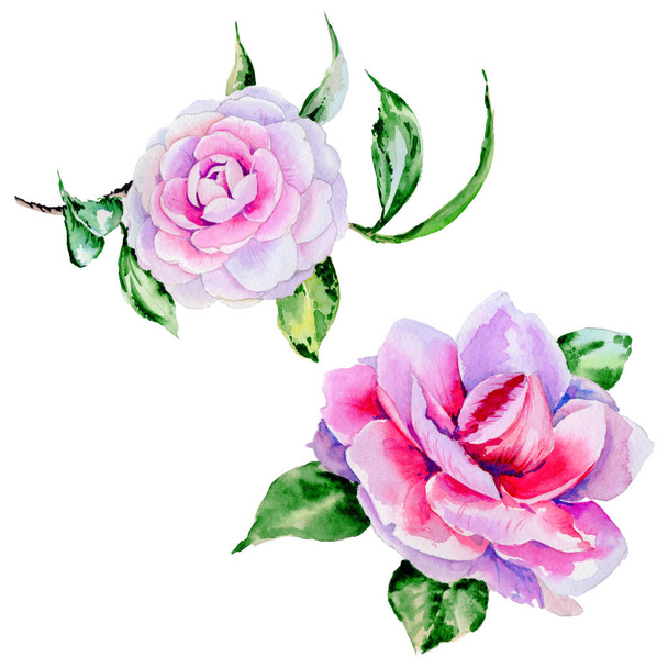 Wildflower peony, camelia flower in a watercolor style isolated. - Photo, Image