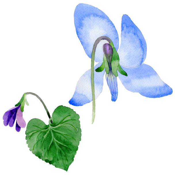 Wildflower Viola papilionacea flower in a watercolor style isolated. - Foto, Imagen