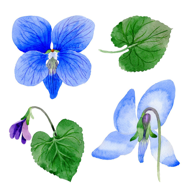分離された水彩画のワイルドフラワー ヴィオラ papilionacea 花. - 写真・画像