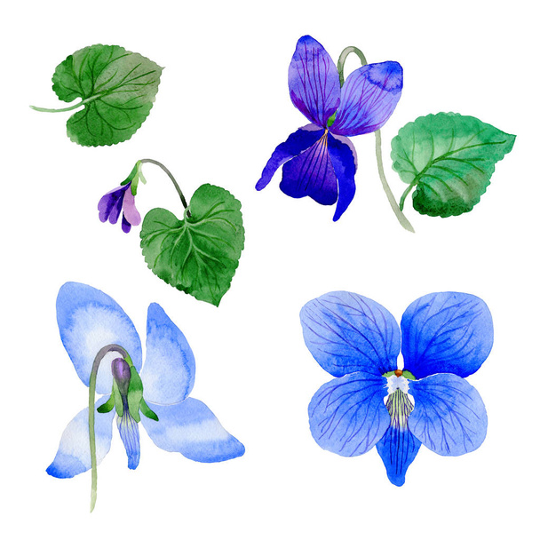 Wildflower Viola papilionacea flower in a watercolor style isolated. - Photo, Image