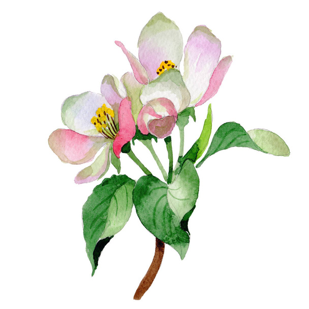 Wildflower Malus flower in a watercolor style isolated. - Fotoğraf, Görsel