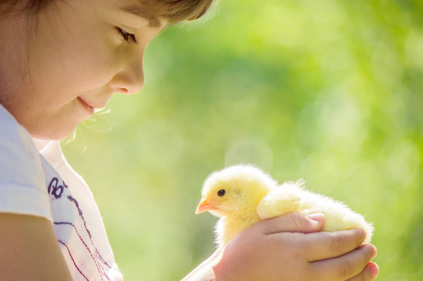The child holds a chicken in his hands. The girl and the bird. Selective focus.  - Foto, imagen