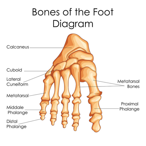Диаграмма медицинского образования по биологии для костей стопы
 - Вектор,изображение