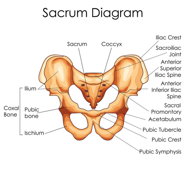 Lääketieteellinen koulutus kaavio biologian Sacrum kaavio
 - Vektori, kuva