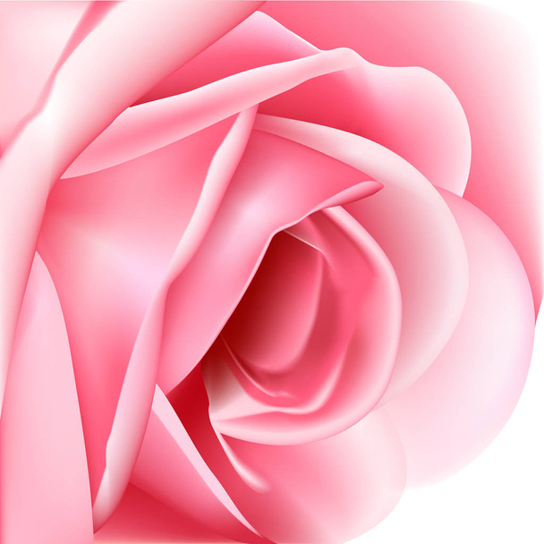 美しいピンクのバラ - ベクター画像