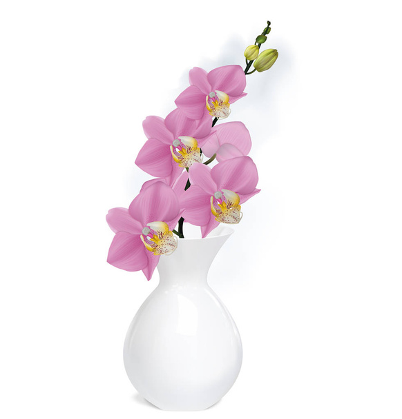 Orchidej větev s poupaty v bílá váza. Vektor ilustrátor - Vektor, obrázek