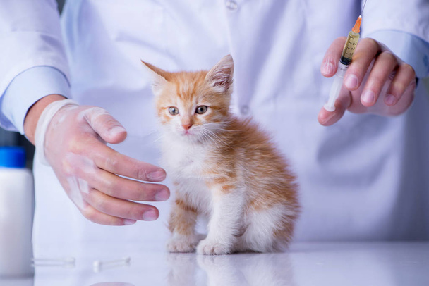 Cat visiting vet for regular check up - Foto, imagen