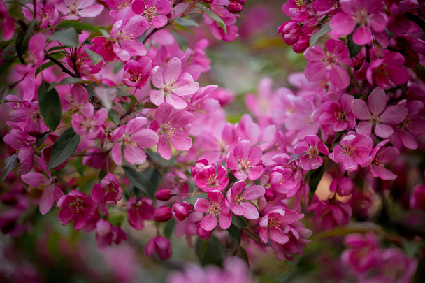 Purple blossom Hall crabapple background - Foto, Imagem