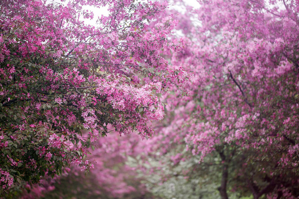 Purple blossom Hall crabapple background - Fotó, kép
