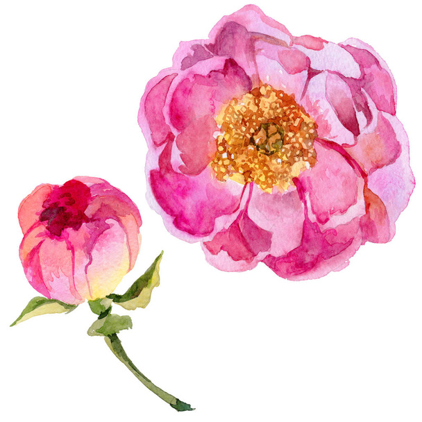 Квітка півонії дикої квітки в акварельному стилі ізольована
. - Фото, зображення