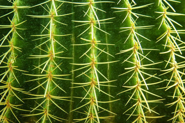 Close up cactus  - Photo, Image