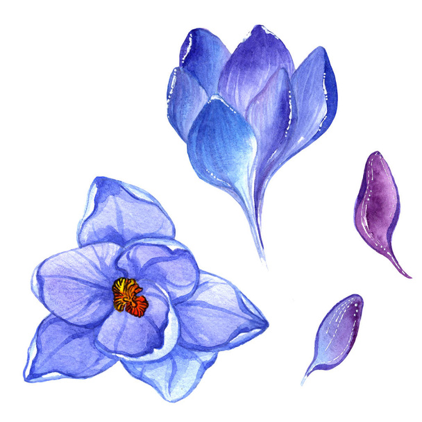 Crocus fleurs sauvages fleur dans un style aquarelle isolé
. - Photo, image