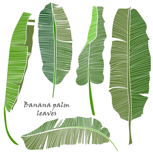 Набір силуетів тропічних бананових листя зеленого кольору ізольовані на білому тлі
. - Вектор, зображення