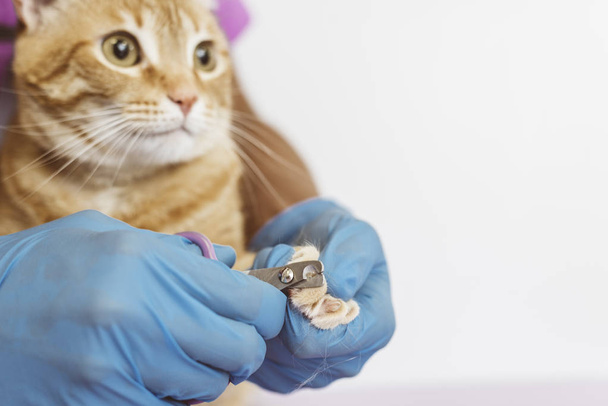 Veterinarian doctor trimming nails of the cat.  - Fotografie, Obrázek
