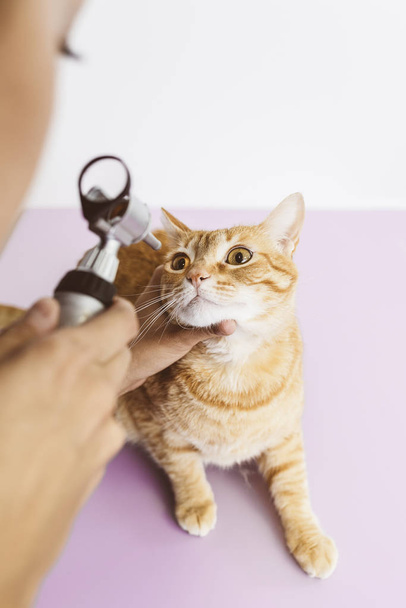 Veterinarian doctor is making a check up of a cute beautiful cat - Foto, Imagem