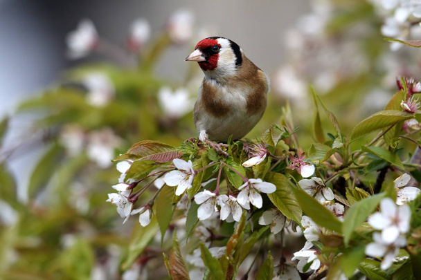Goldfinch europeu adulto selvagem (Carduelis carduelis) em entre a flor da árvore de cerejeira. Tomado em Angus, Escócia, Reino Unido
. - Foto, Imagem