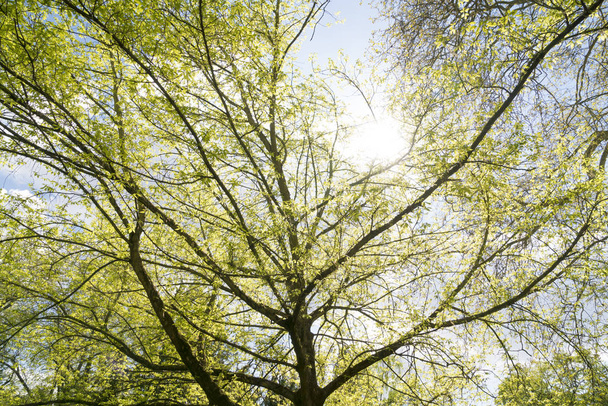 el sol brilla a través de un árbol en primavera
 - Foto, Imagen