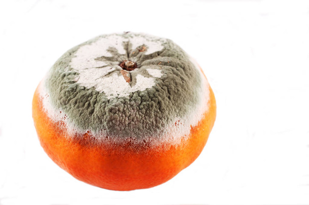 Beschimmelde sinaasappel op een witte achtergrond - Foto, afbeelding