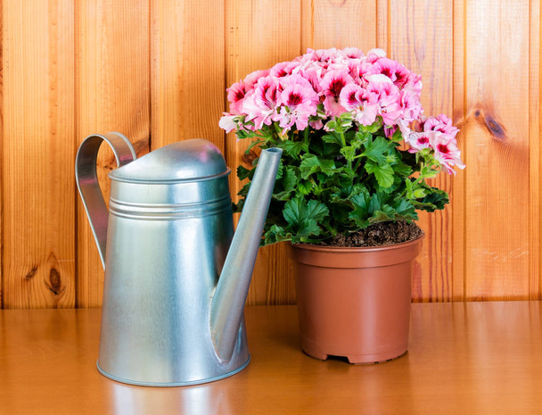 Pelargonia flower in pot with watering can on wooden background - Photo, image
