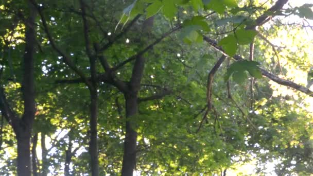Kavak kabartmak ormanda uçar - Video, Çekim