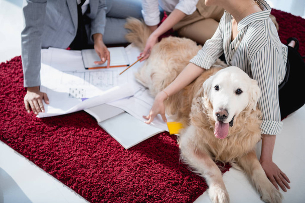 designers working with blueprints with dog - Photo, Image