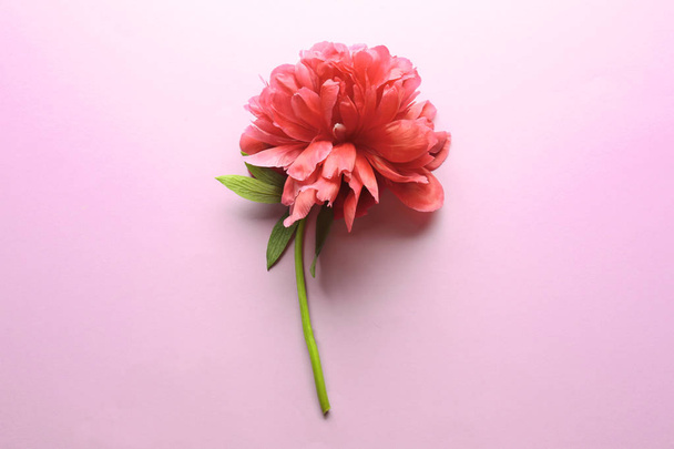 mooie pioenroos bloem - Foto, afbeelding